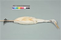 藏品(黃頭鷺)的圖片